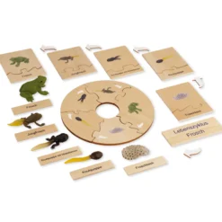 TimeTEX Lebenszyklus eines Frosches, in Holzbox "Montessori Premium"