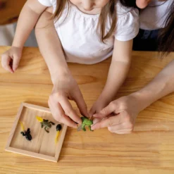 TimeTEX Lebenszyklus eines Frosches, in Holzbox "Montessori Premium"