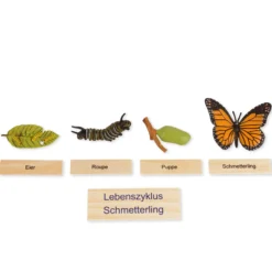 TimeTEX Lebenszyklus eines Schmetterlings, in Holzbox 