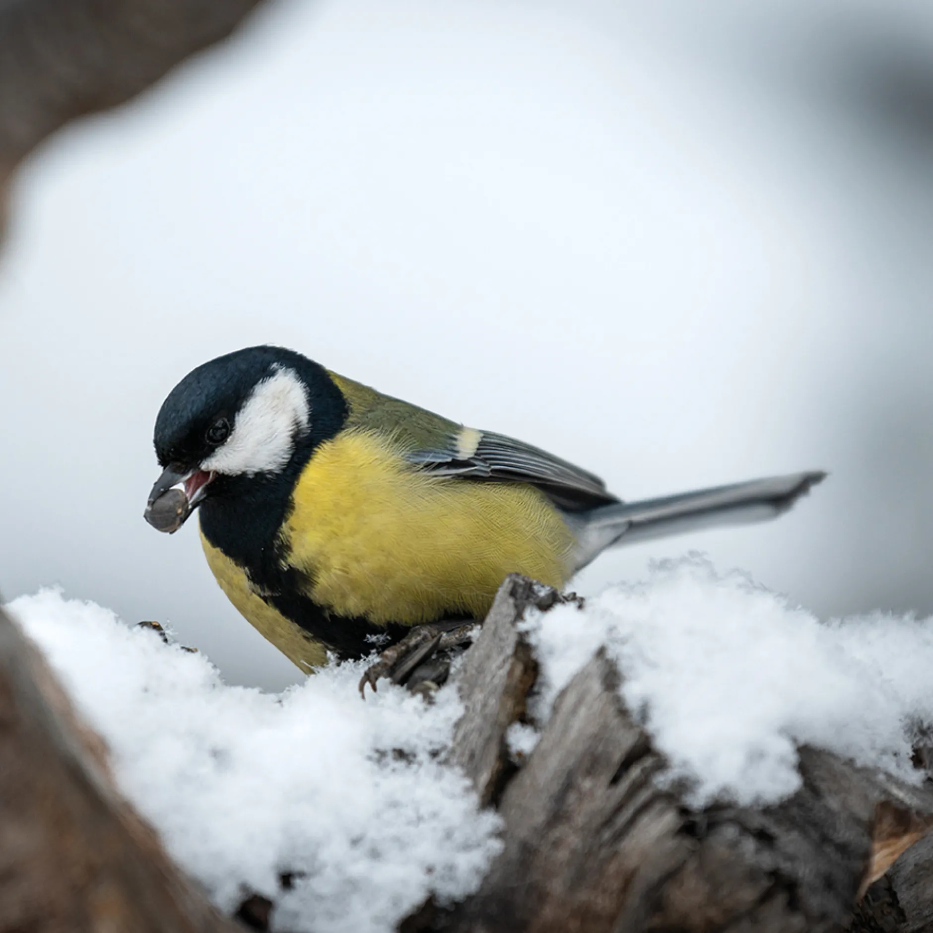 Vogelfutter Bastelset (Klassensatz)