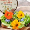 Zuchtset Butterbrot-Blüten